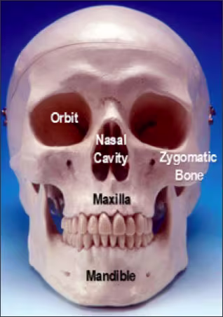 General Anatomy of the Maxilla and Mandible - Figure 1
