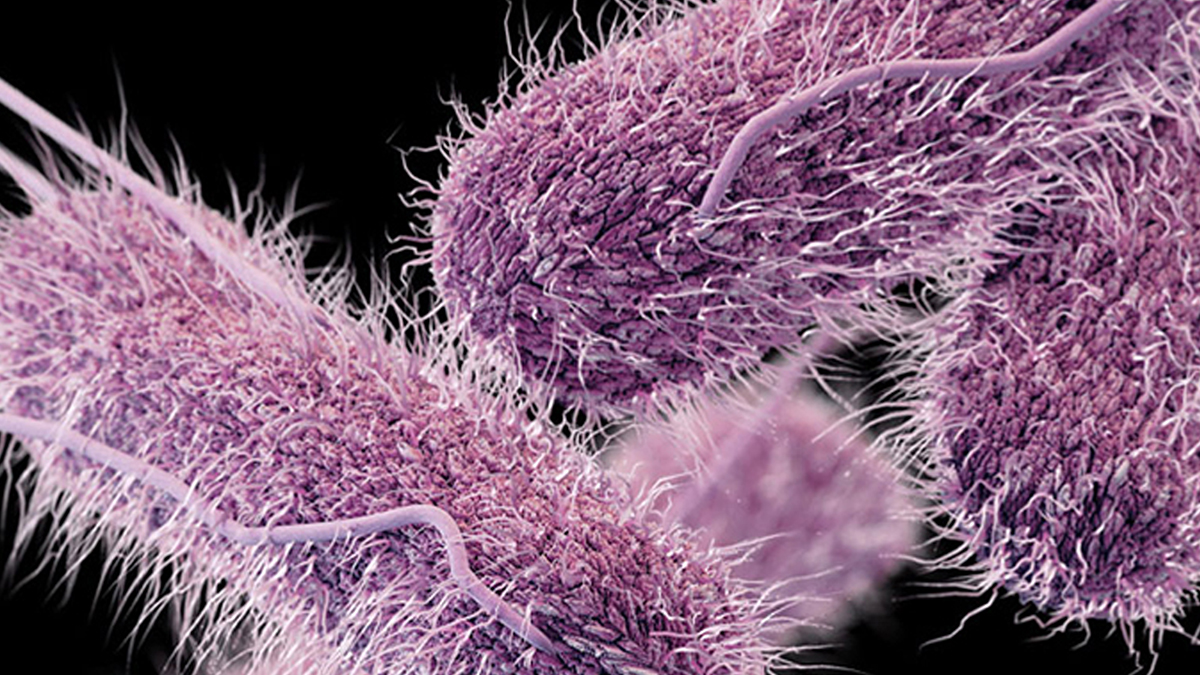 salmonella illustration