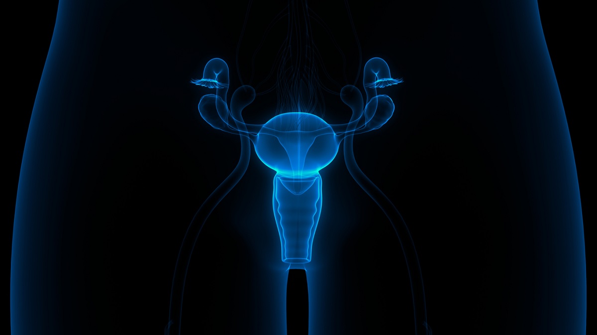 Medical illustration of the female reproductive system